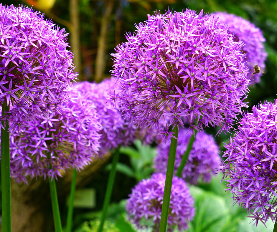 Pflanze des Jahres 2025: Allium