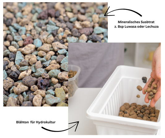 💧 Hydrokultur vs. mineralisches Substrat – welches System passt zu dir?