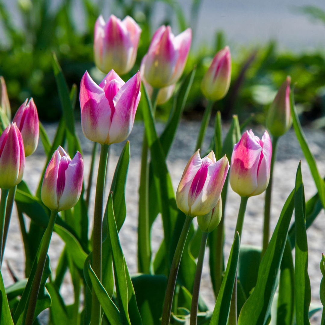Blumenzwiebeln ( nur im Herbst erhältlich ) Die Gartenprofis AG