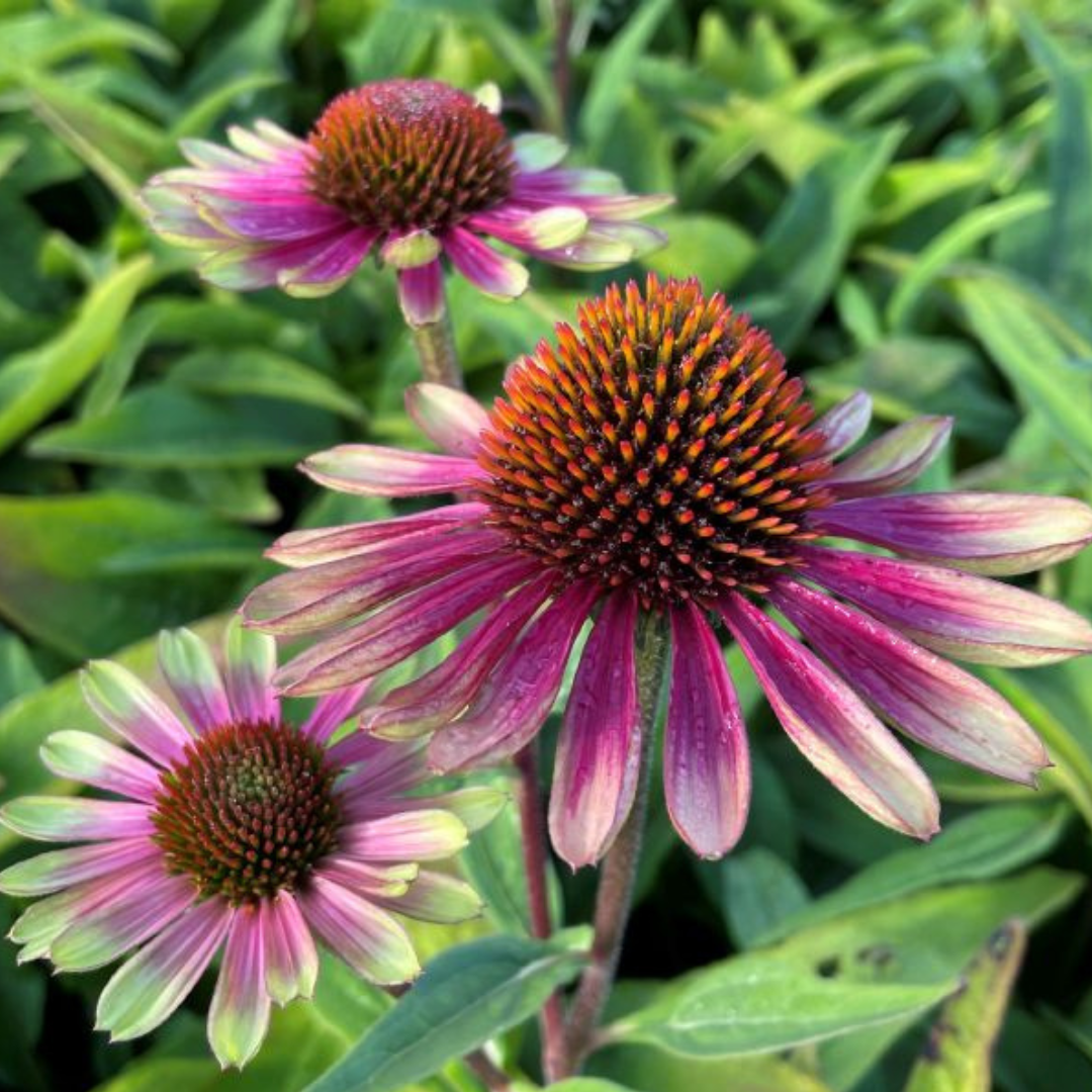Echinacea purpurea "Sweet Sandia" P 1 liter pot