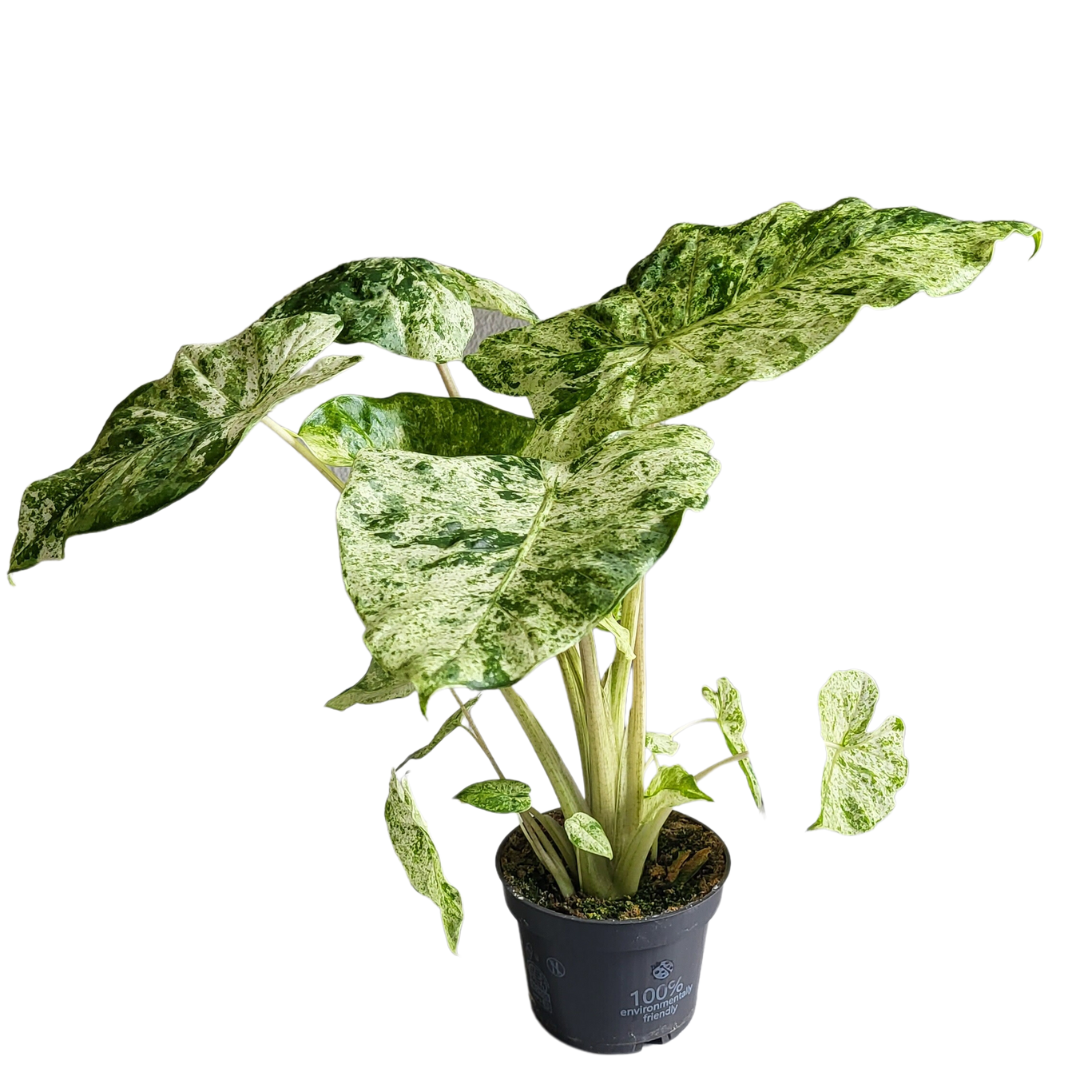 Alocasia Macrorrhiza Splash