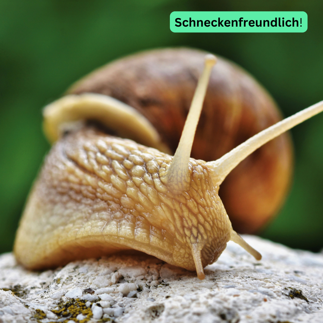 Schnexagon