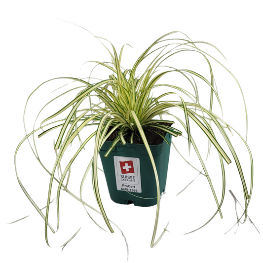 Carex oshimensis 'Evergold'