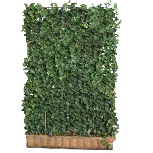 Ivy hedge element 120 cm wide