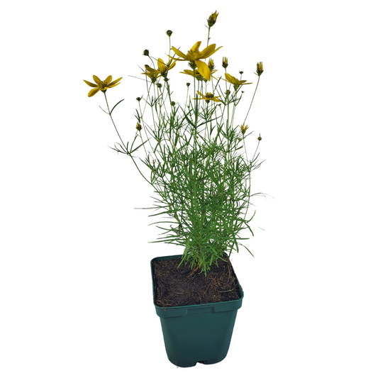 Coreopsis verticillata 'Zagreb'