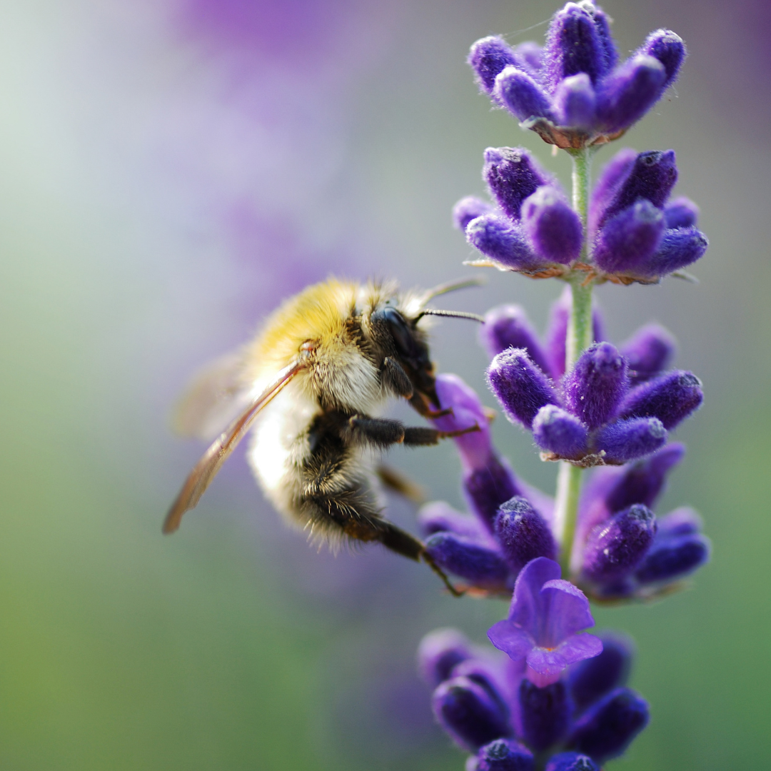 Lavandula angustifolia `Hidcote`