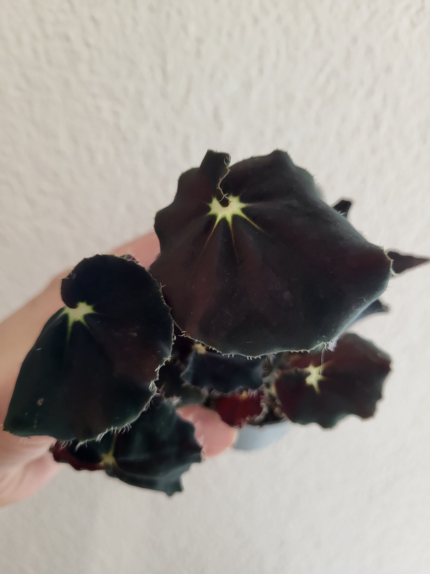 Begonie Rex Dark Mambo®