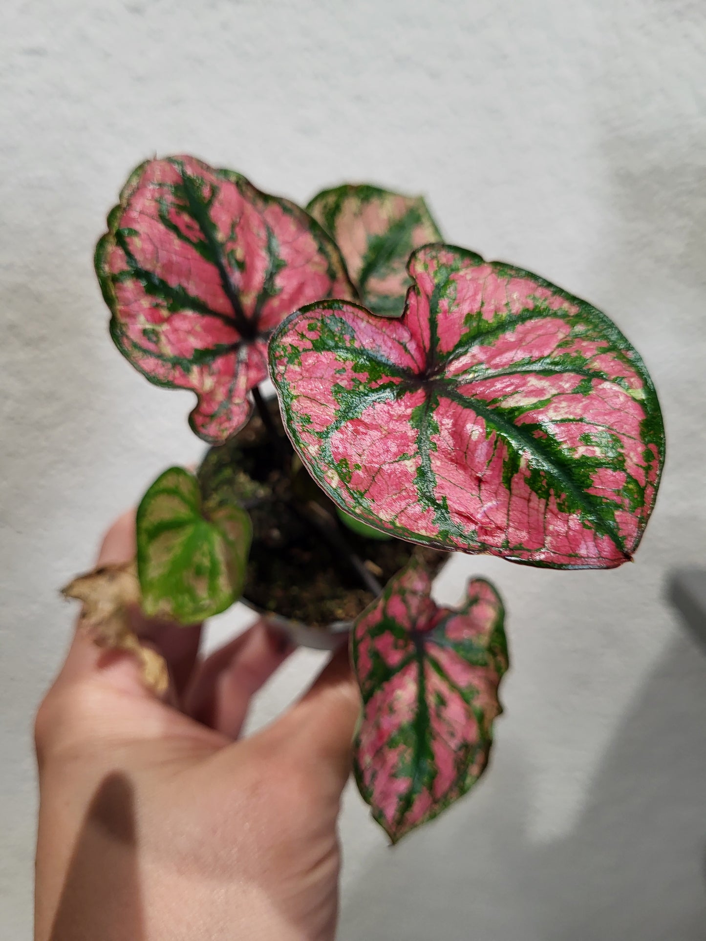 Caladium Purple Light