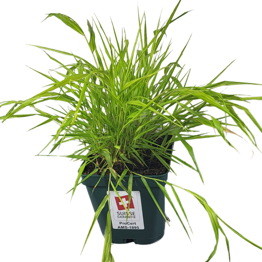 Hakonechloa macra 'All Gold'