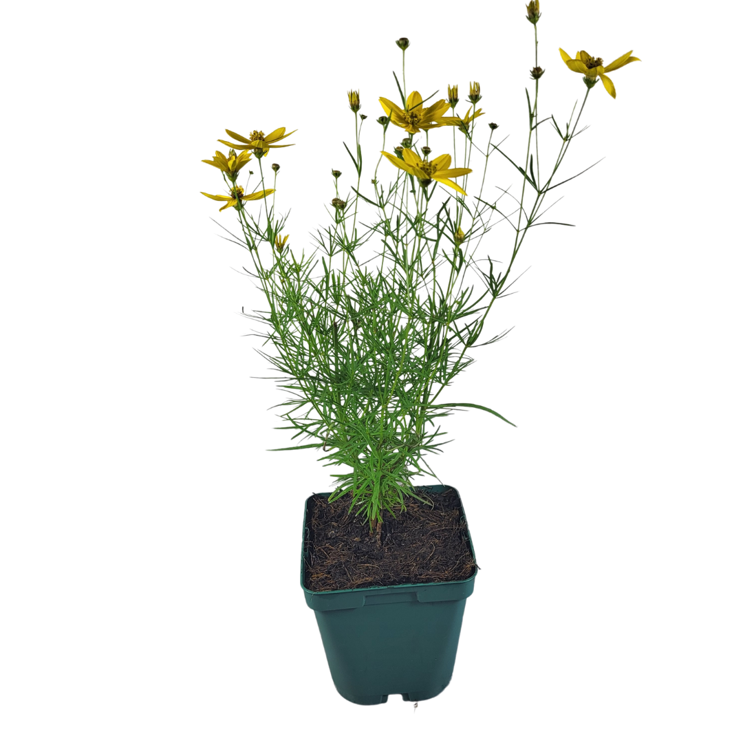 Coreopsis verticillata 'Zagreb'