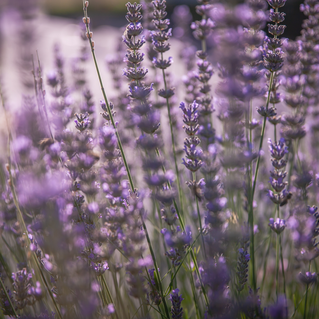 Lavandula angustifolia `Hidcote`