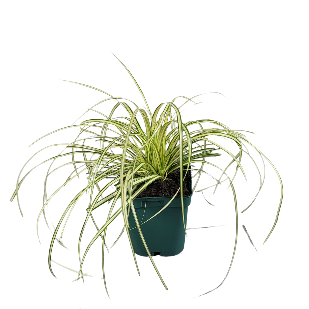 Carex oshimensis 'Evergold'