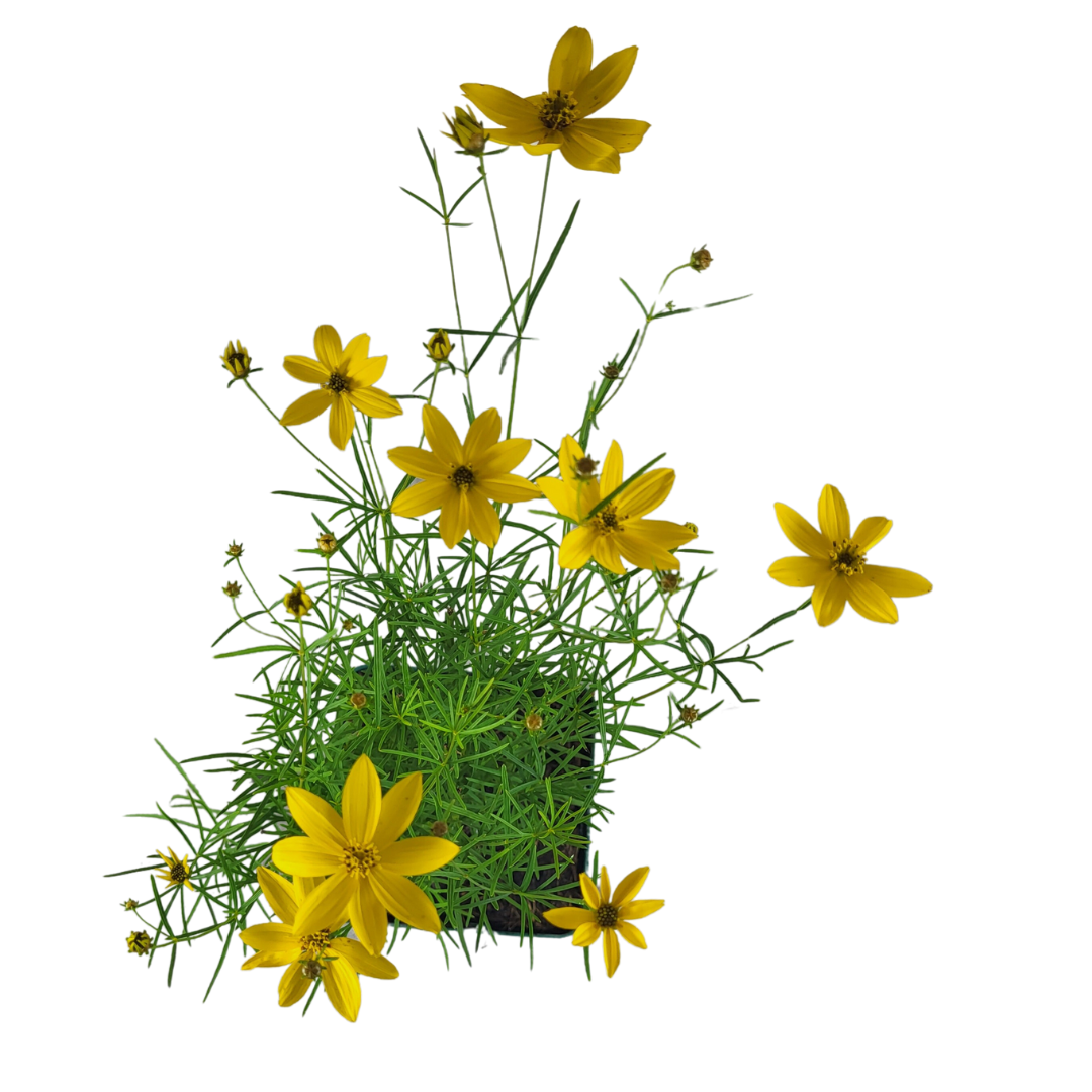 Coreopsis verticillata 'Zagreb'