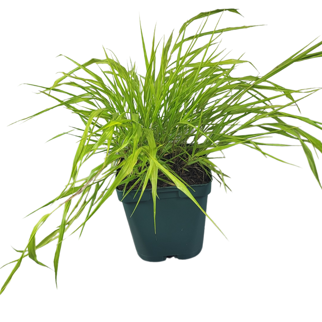 Hakonechloa macra 'All Gold'