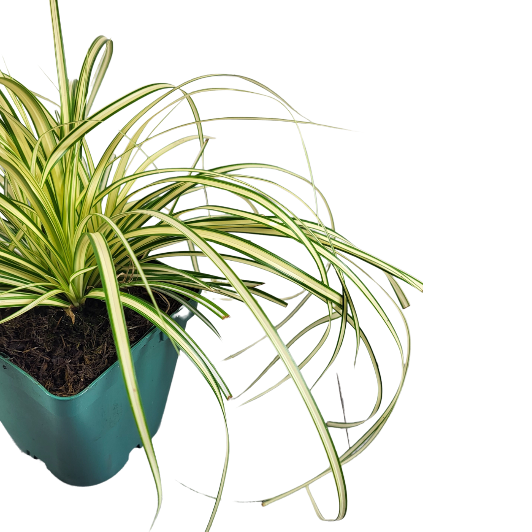 Carex oshimensis 'Evergold'