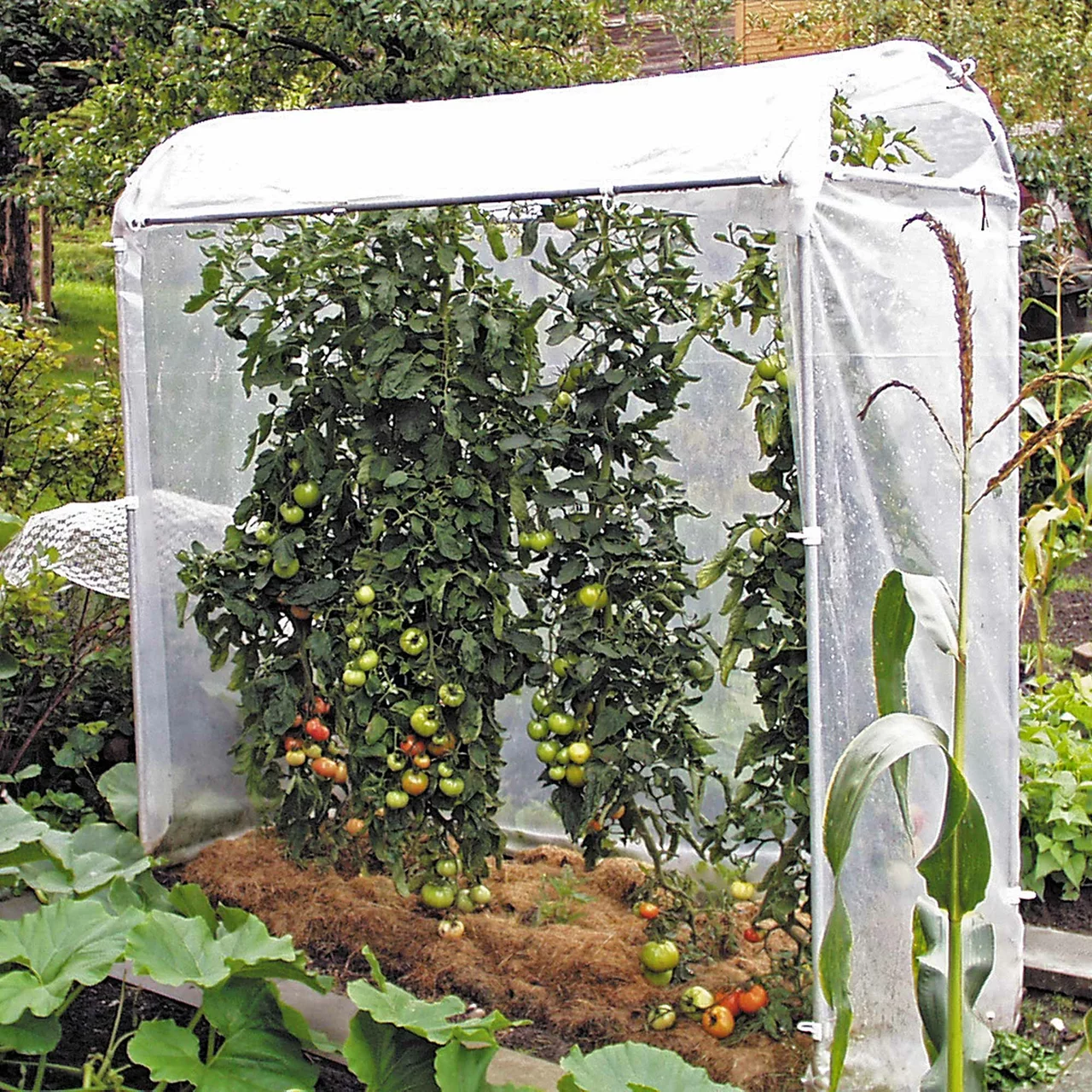 Tomatenhaus
