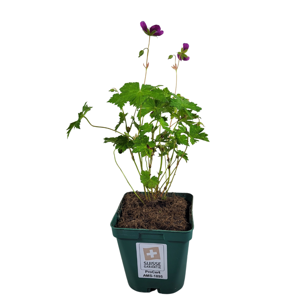 Geranium wallichianum 'Pink Penny'