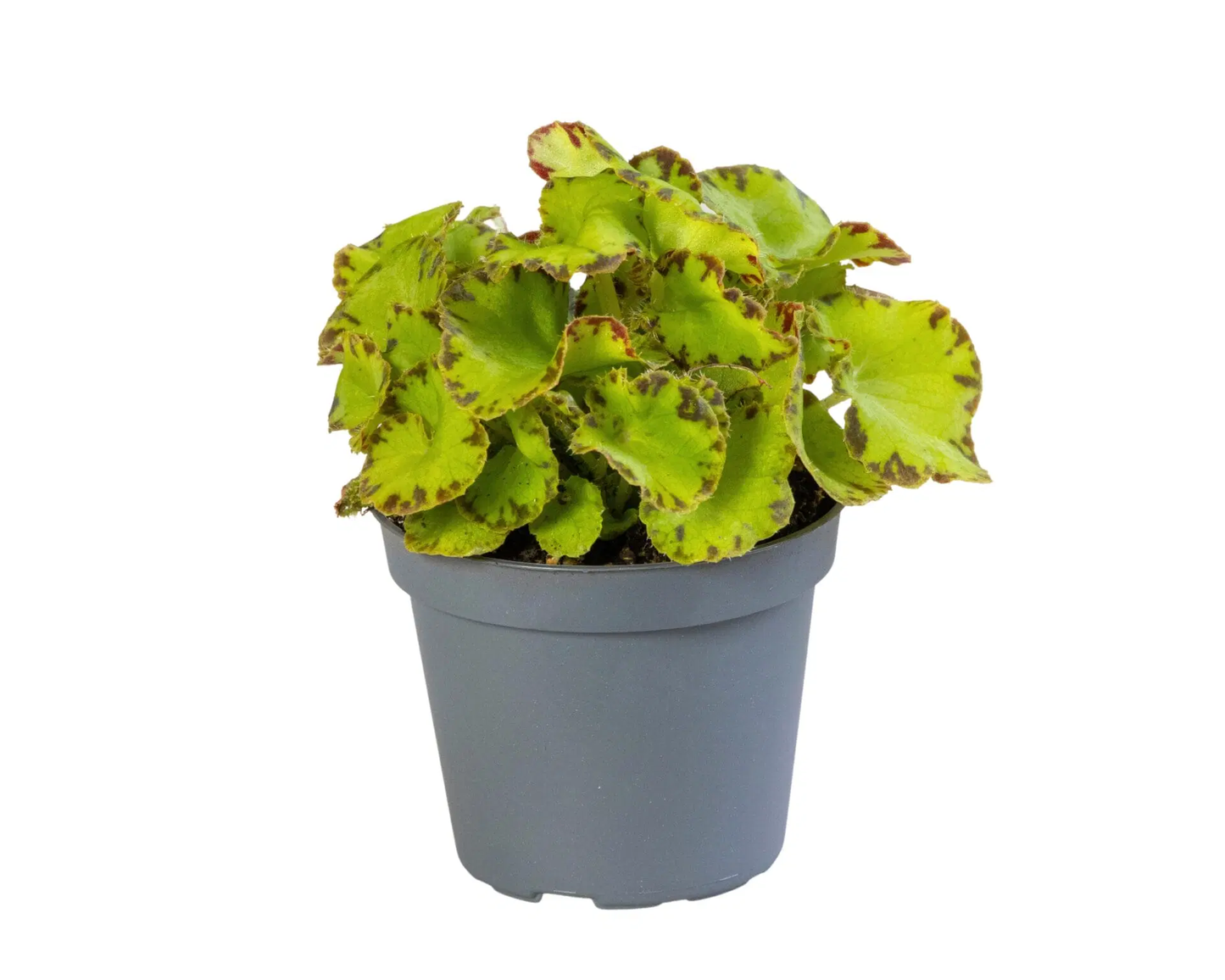 Begonie Rex Red Jive®