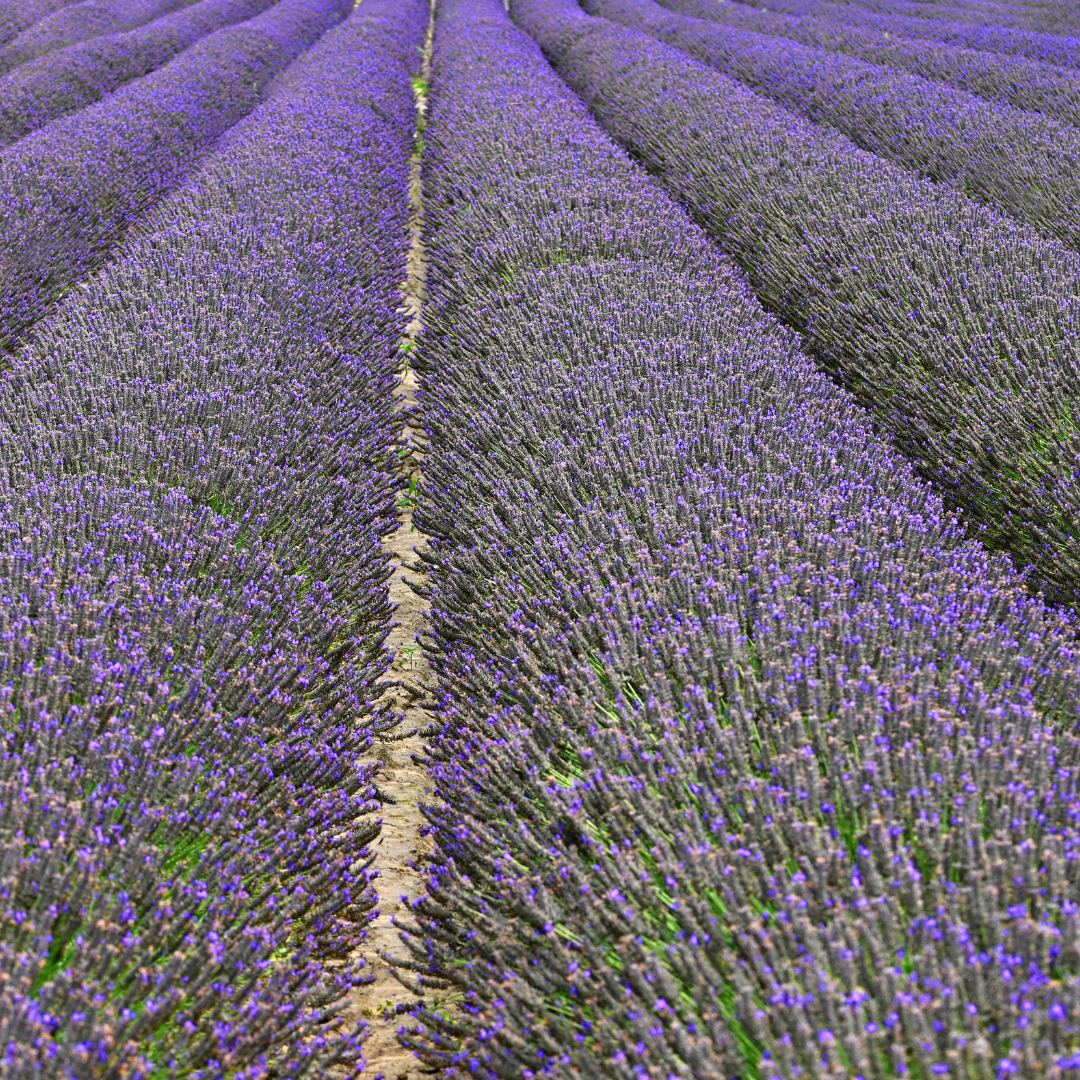 Lavandula angustifolia `Hidcote`