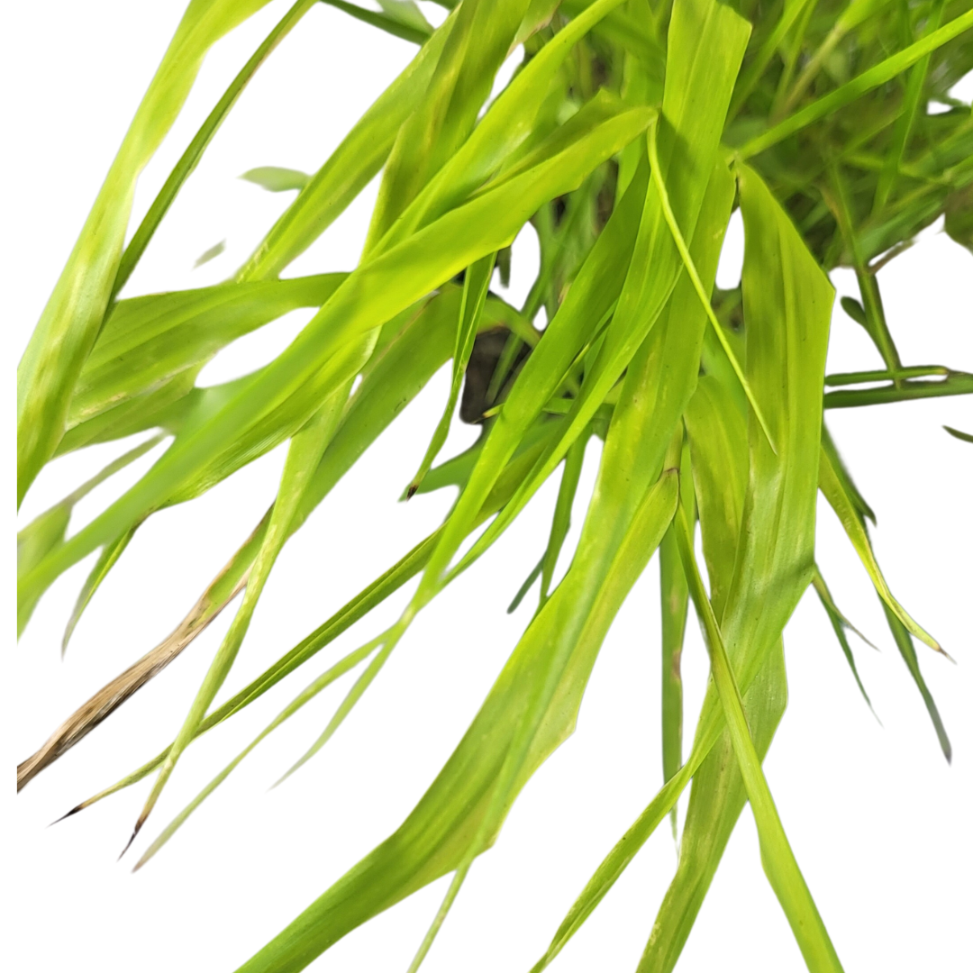 Hakonechloa macra 'All Gold'