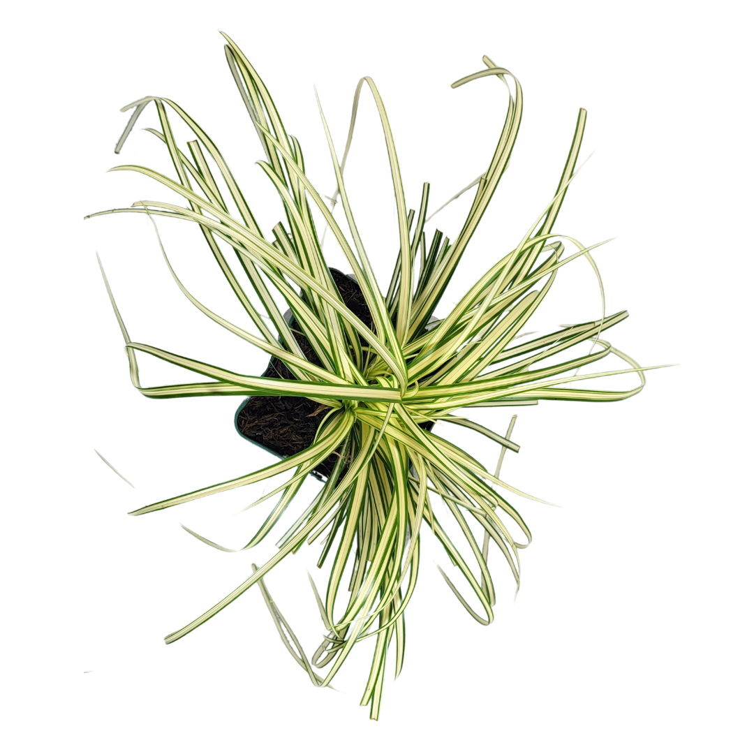Carex oshimensis 'Evergold'