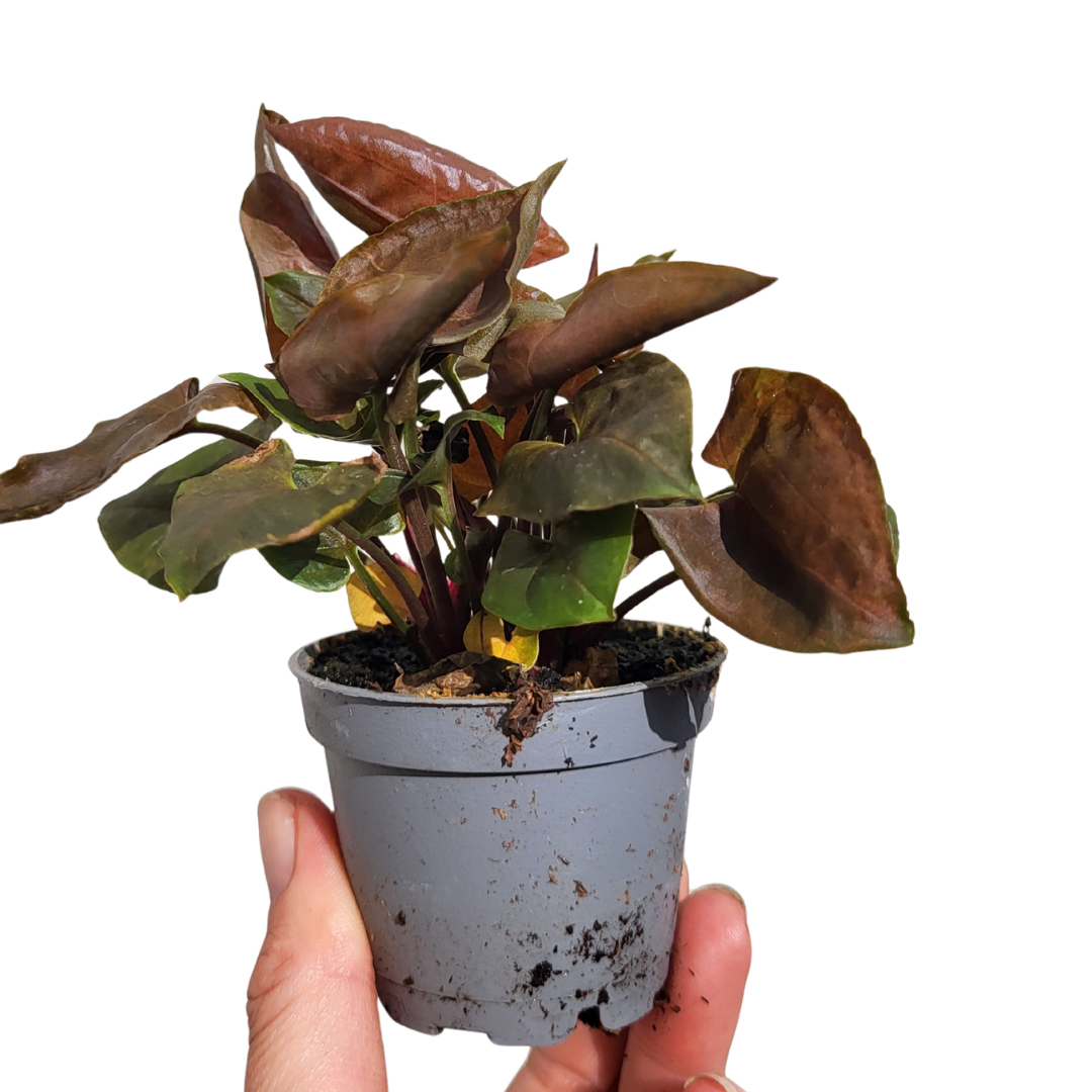 Syngonium podophyllum 'Maria Allusion'