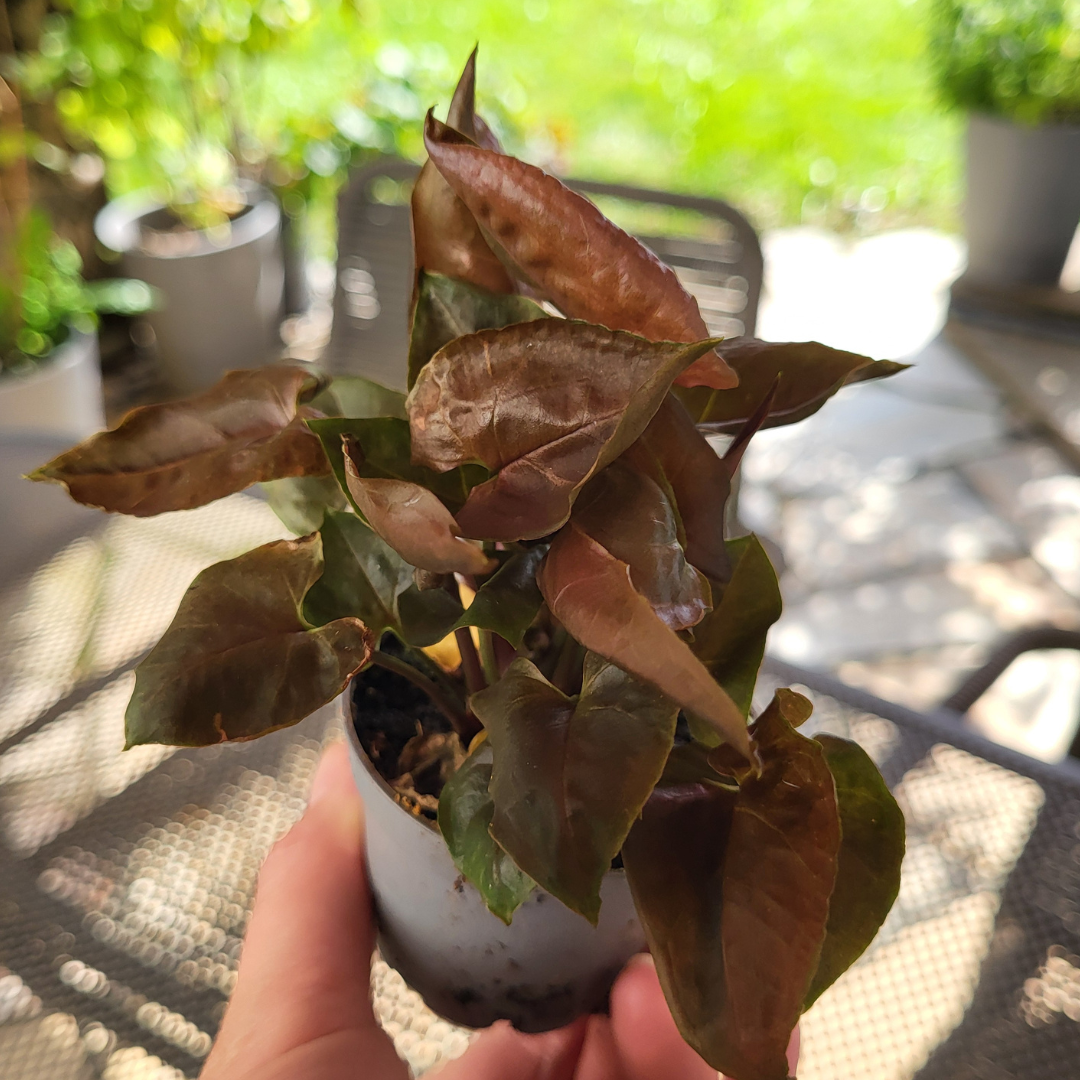 Syngonium podophyllum 'Maria Allusion'