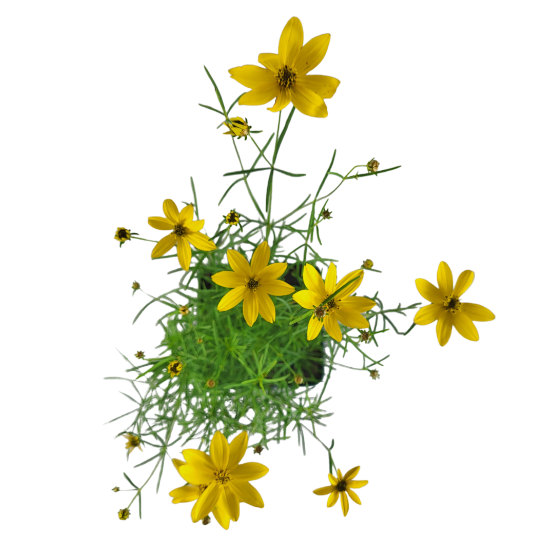 Coreopsis verticillata 'Zagreb'