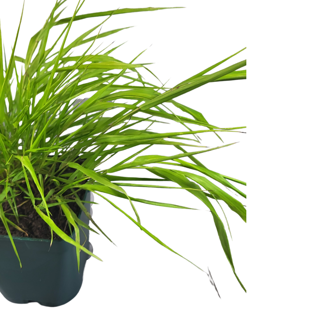 Hakonechloa macra 'All Gold'