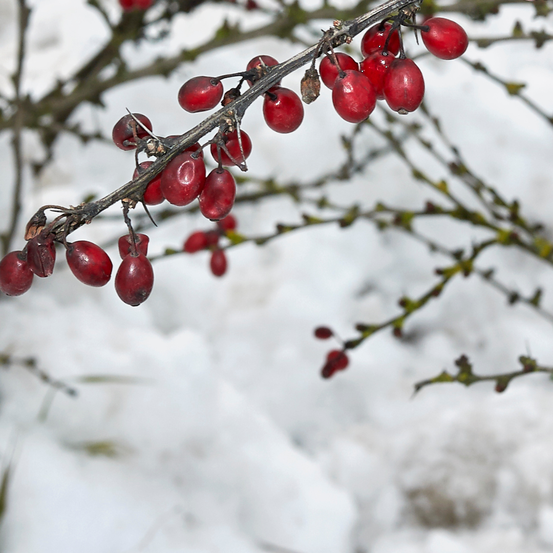 Berberis thunbergii