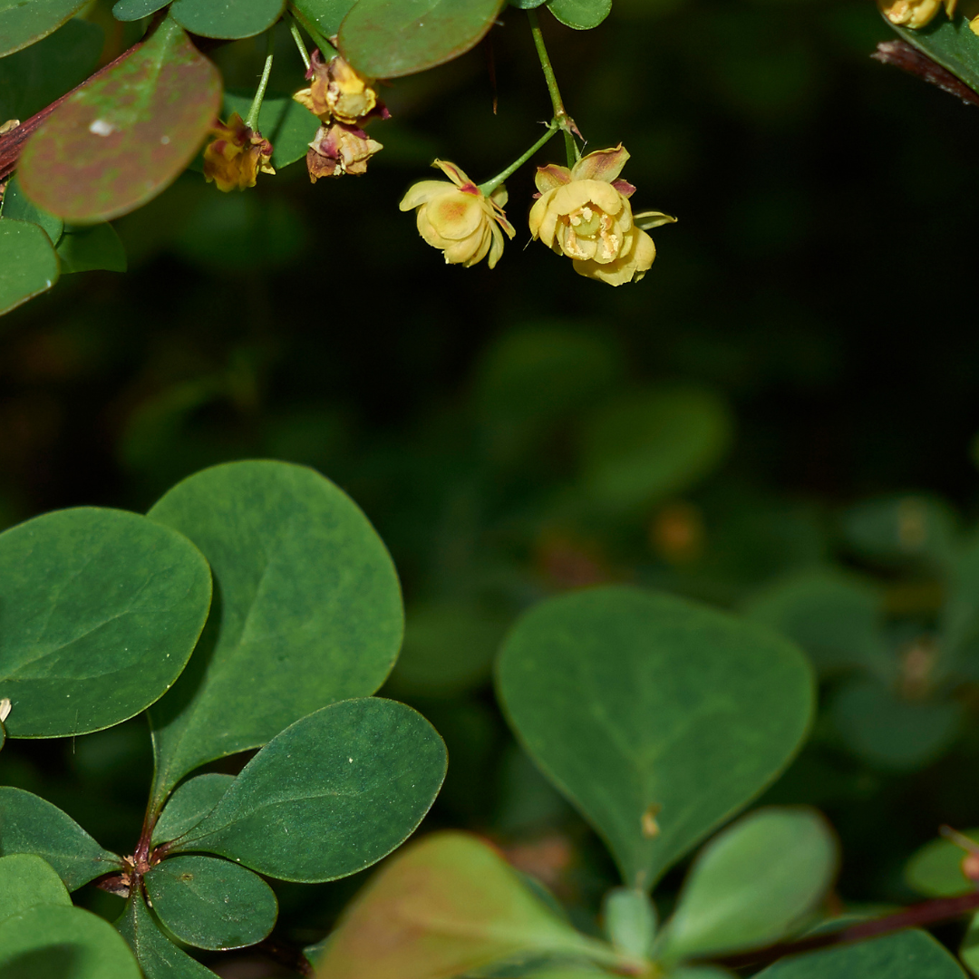 Berberis thunbergii