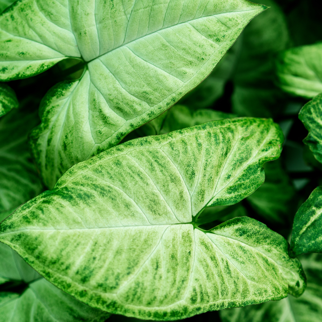 Syngonium podophyllum 'Arrow'