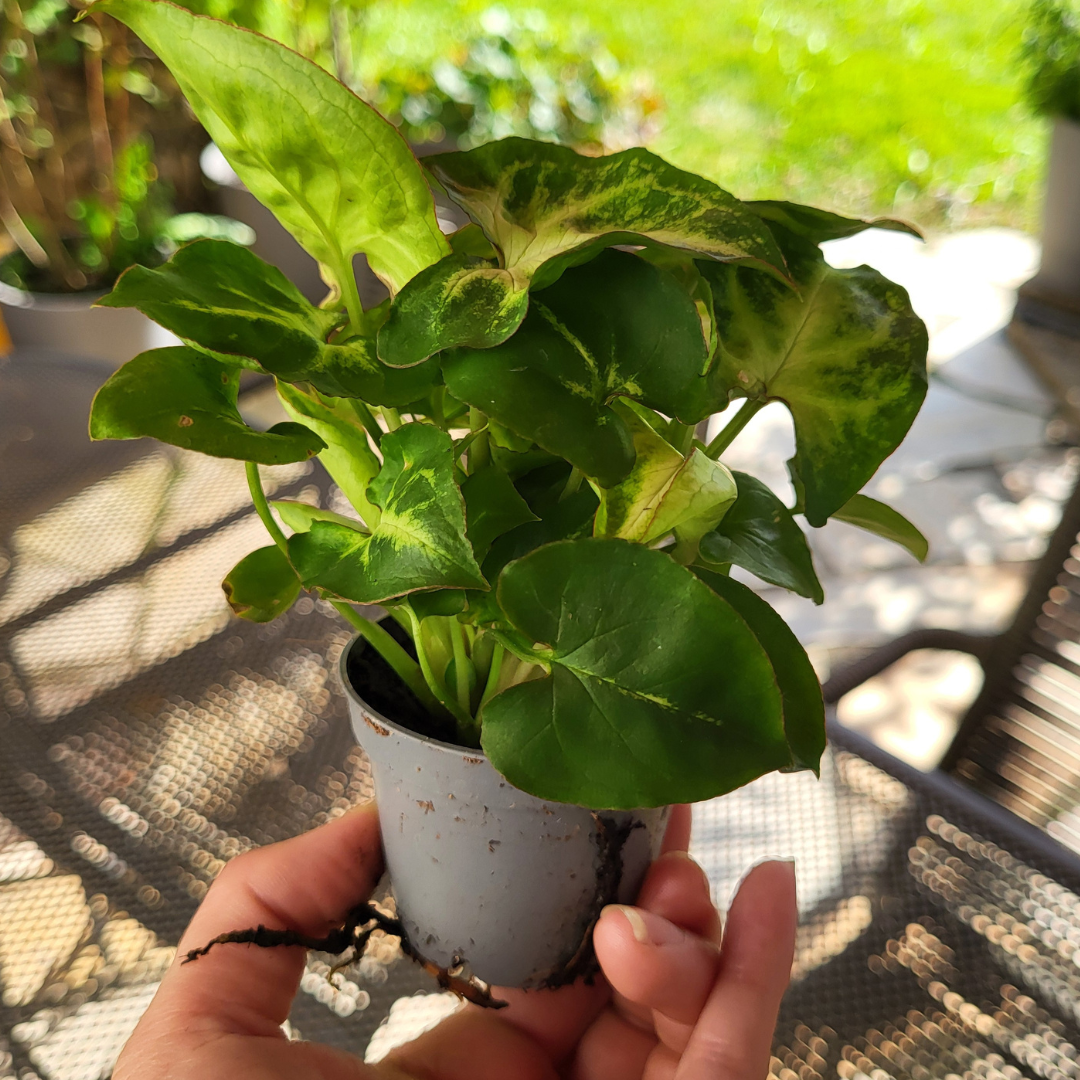 Syngonium podophyllum 'Arrow'