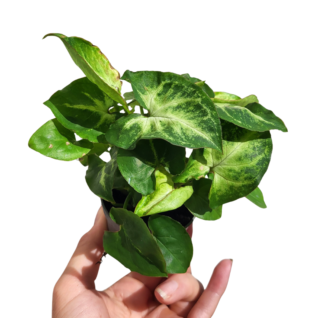 Syngonium podophyllum 'Arrow'