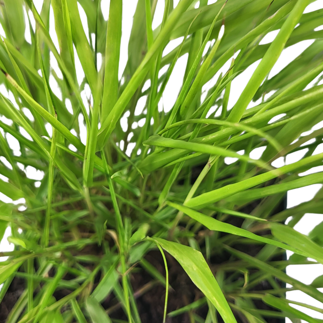 Hakonechloa macra 'All Gold'