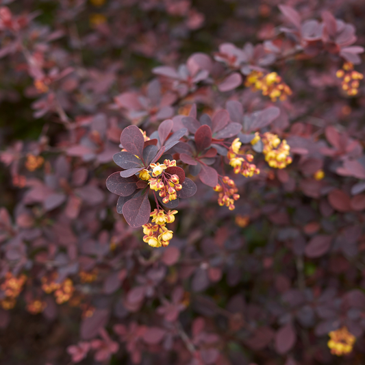 Berberis thunbergii Atropurpurea