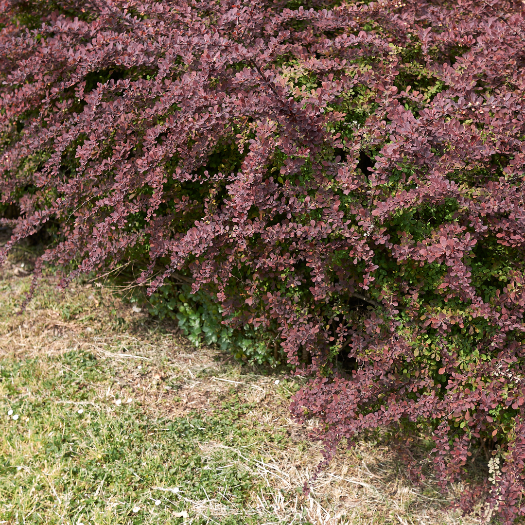 Berberis thunbergii Atropurpurea