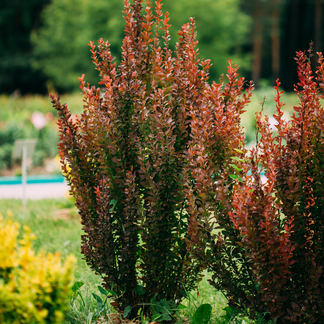 Berberis thunbergii Atropurpurea
