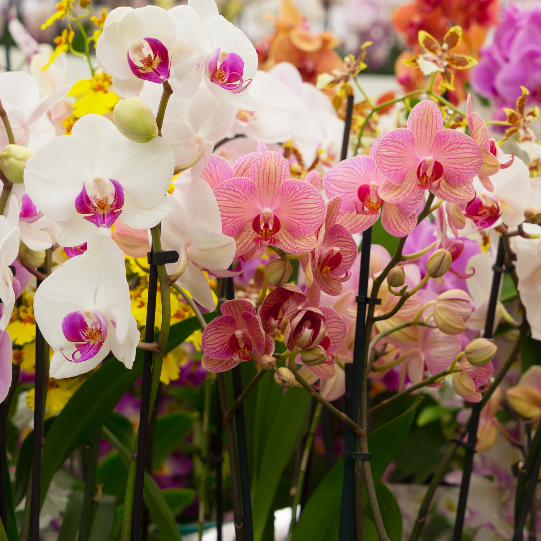 Orchideen Erde