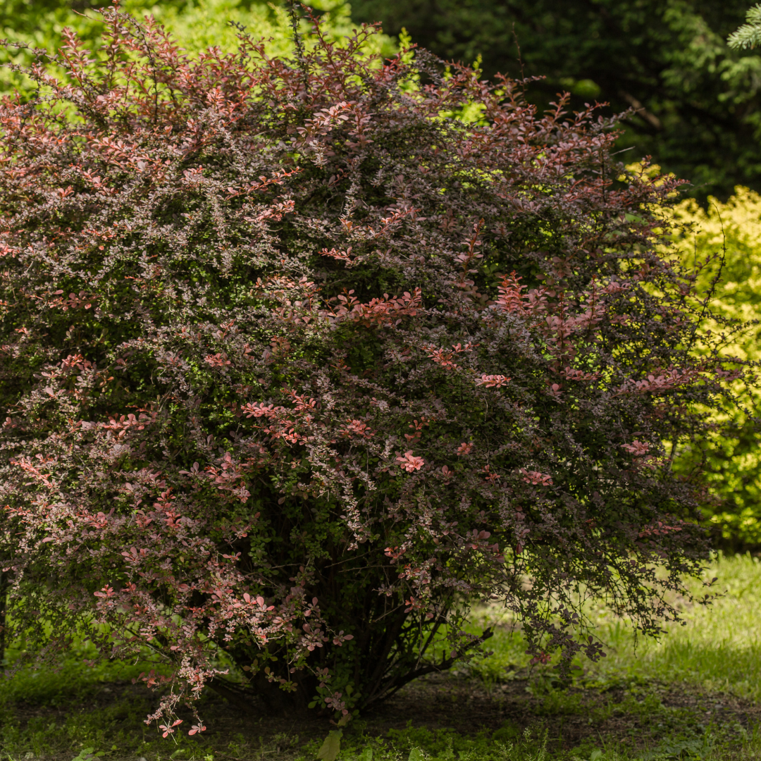 Berberis thunbergii Atropurpurea