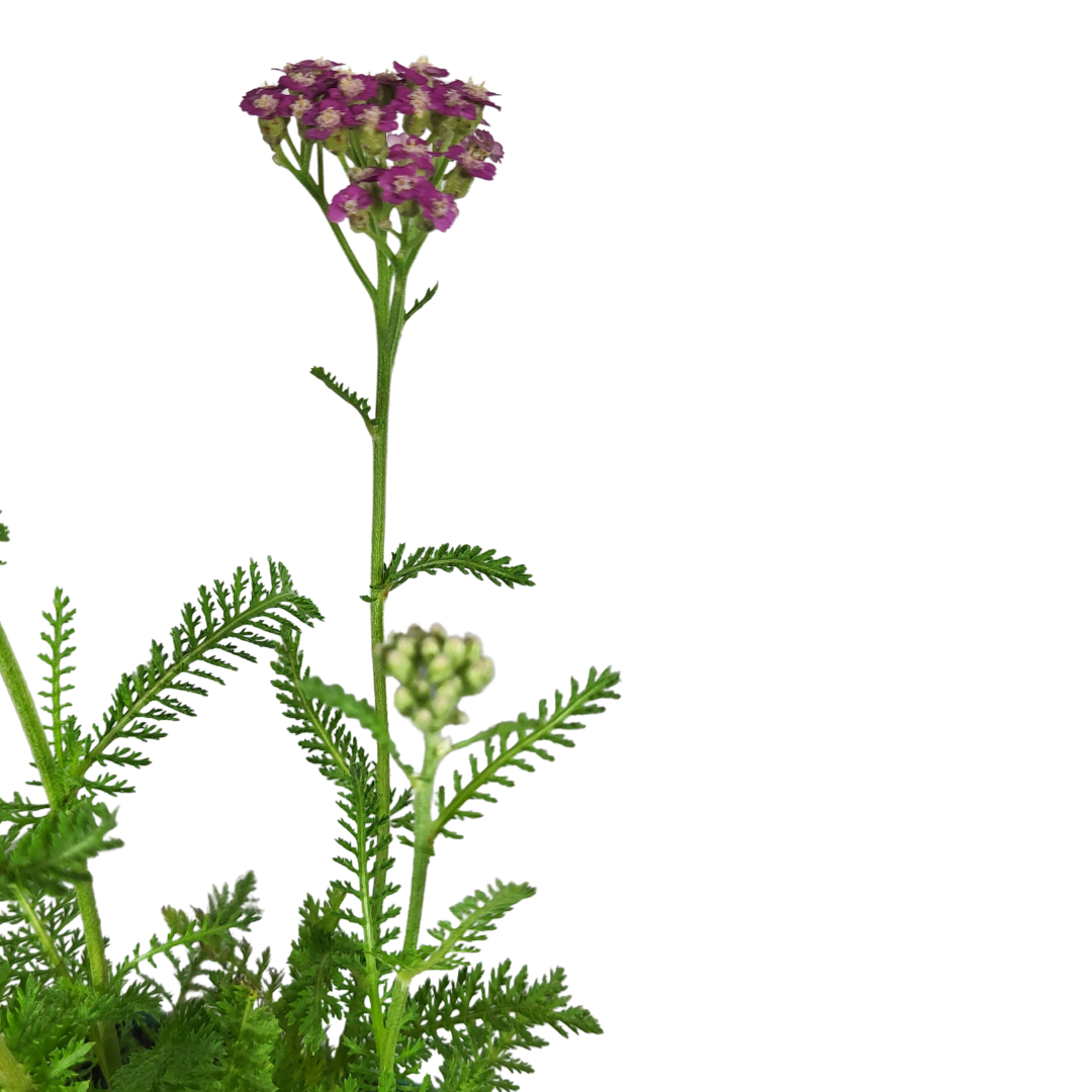 Achillea millefolium 'Pink Grapefruit'