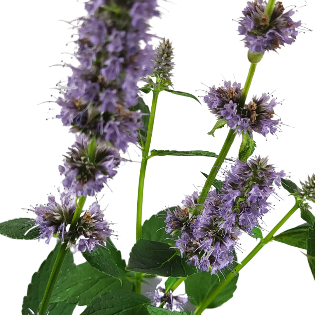 Agastache rugosa 'Blue Fortune'
