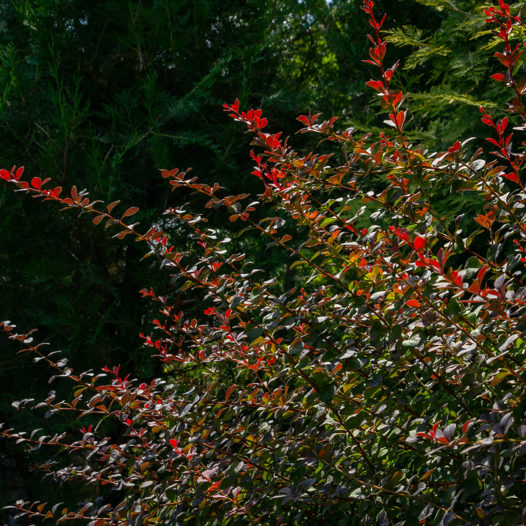 Berberis thunbergii Atropurpurea