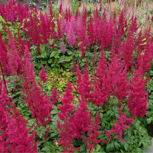 Astilbe japonica "Koblenz"