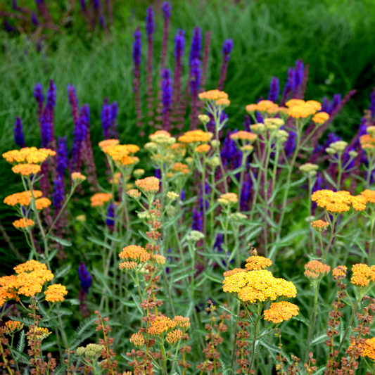Achillea millefolium terracotta