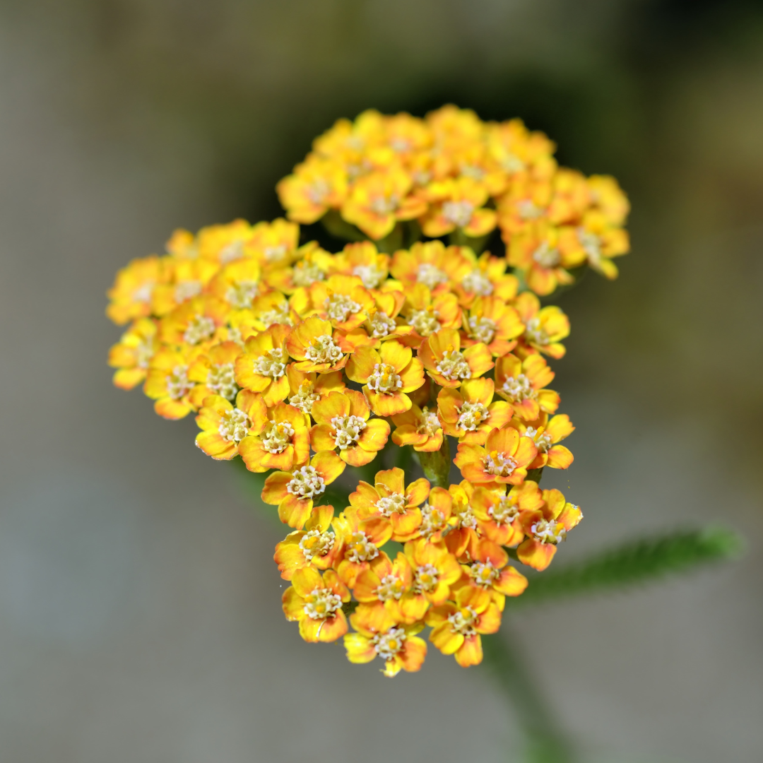 Achillea millefolium terracotta