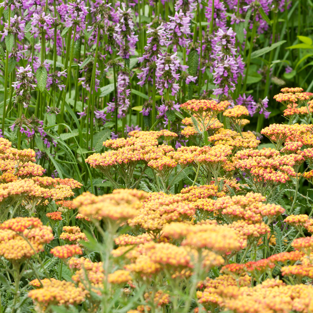 Achillea millefolium terracotta