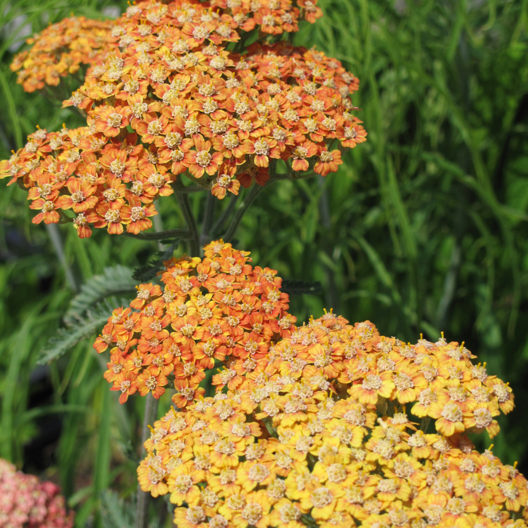 Achillea millefolium terracotta