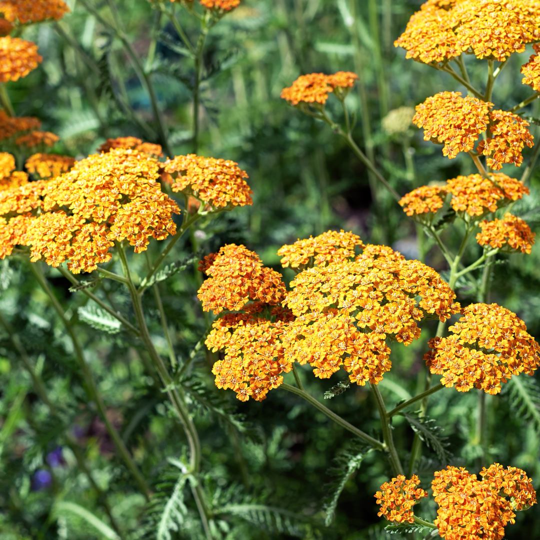 Achillea millefolium terracotta