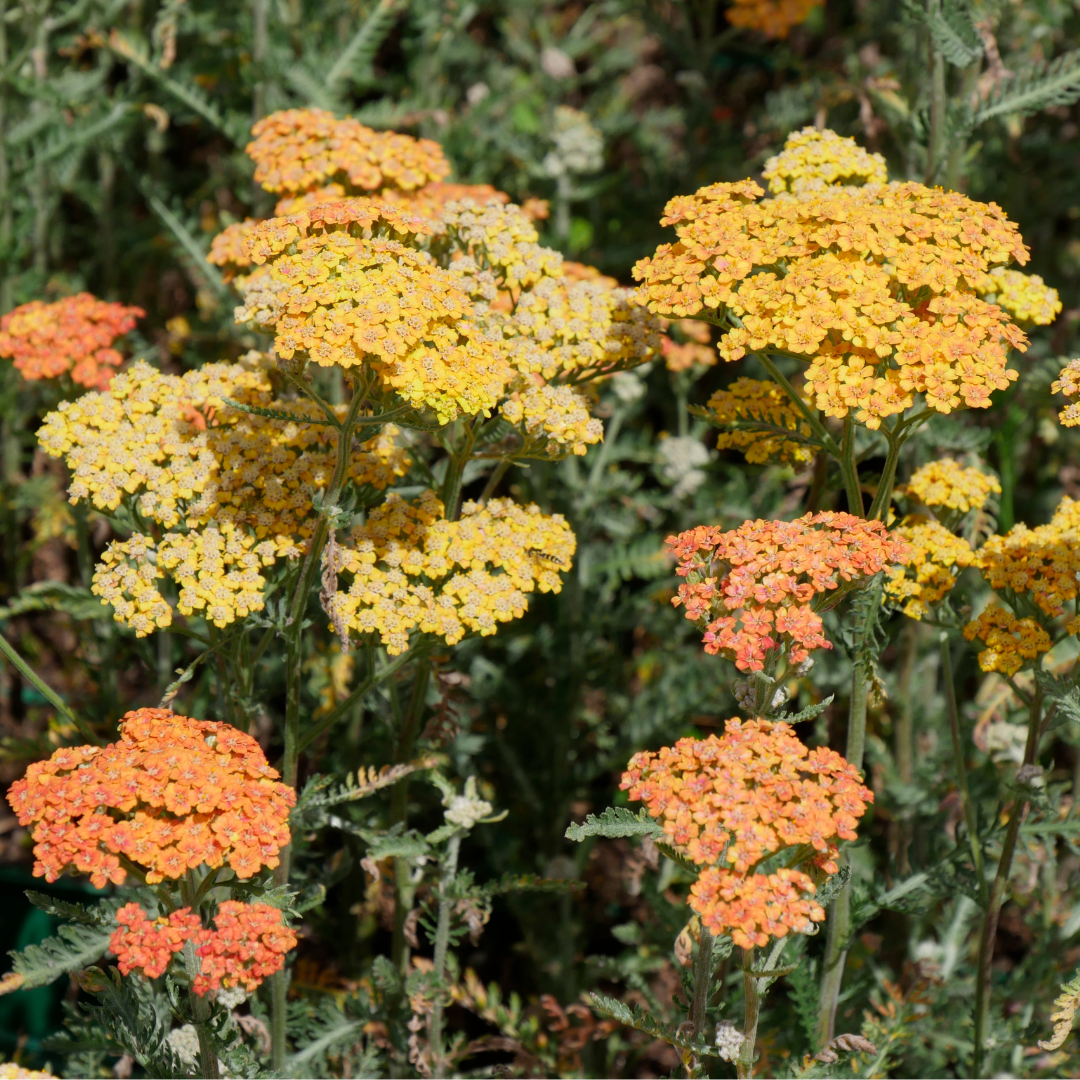 Achillea millefolium terracotta